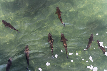Overhead View Fish Swimming Clear River Water