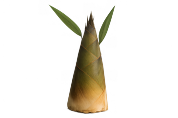 Raw bamboo shoot as a fresh, healthy ingredient for asian cooking, ready for preparation. Transparent background