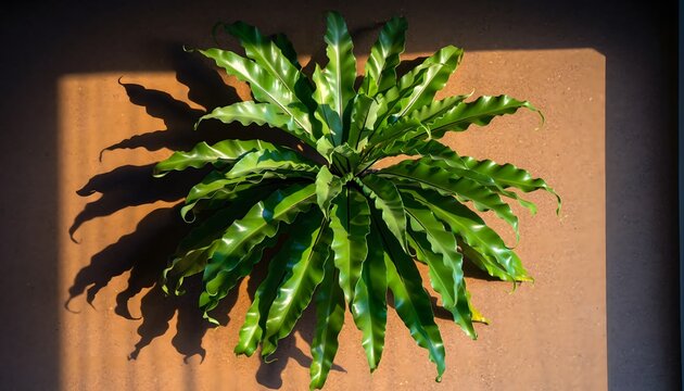 Bird&rsquo;s Nest Fern (Asplenium nidus) displayed as an interior ornamental plant, featuring lush green tropical foliage. Indoor gardening