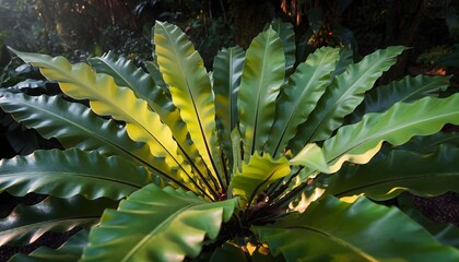 Bird&rsquo;s nest fern (Asplenium nidus) growing naturally attached to a tree trunk in a tropical rainforest. The natural ecosystem of humid tropical forests. 