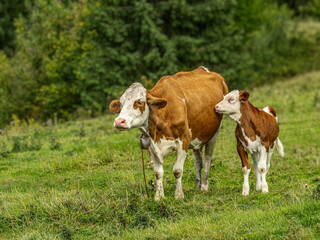 Obraz premium Brown And White Cow With Calf In Green Pasture On A Sunny Farm Day