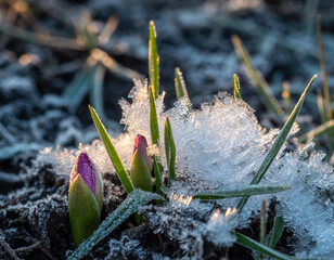 Frosted crocus buds emerging through icy winter grass
