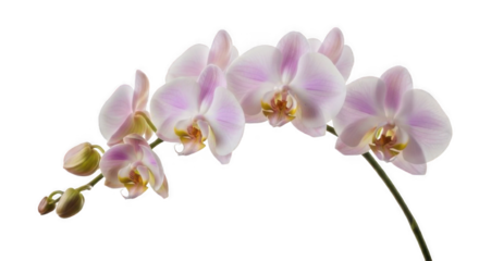 A delicate arching stem of light pink and white Phalaenopsis orchid flowers isolated on a white background.