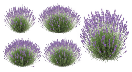 A set of five realistic lavender plant bushes of various sizes isolated on a white background.