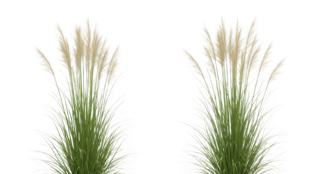 Two clumps of tall ornamental pampas grass with feathery plumes isolated on a white background.