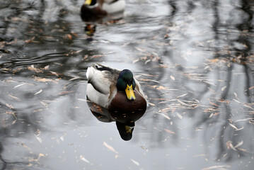 Mallard duck at Hamburg City Park. Planten un Blomen Hamburg, Germany.