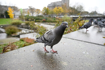 Fototapeta premium Posing Pigeons in Hamburg Public Park. Flying, dancing and playing pigeons. Planten un Blomen, Hamburg, Germany.