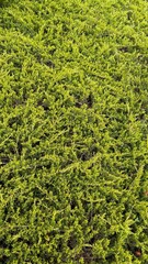 Dense green juniper bush texture, ideal for natural background or garden-themed projects