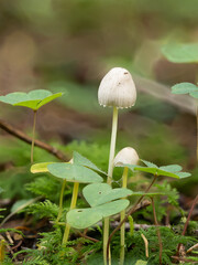Delicate White Forest Mushrooms on Moss with Clover Leaves - Macro Close-Up of Tiny Fungi