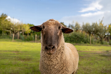 mouton dans la prairie