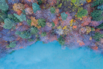 Aerial view of colorful forest canopy along a turquoise lake shoreline in autumn