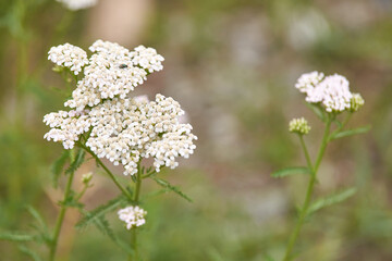 Close up of delicate white yarrow flowers in bloom against a blurred natural background.