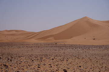 Sunlit Sand Dunes and Rocky Foreground in the Algerian Sahara - Vast Golden Desert Landscape