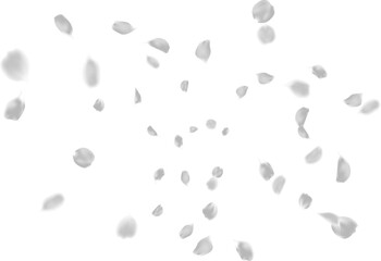 Realistic silver rose petals flying motion, romantic floral love season