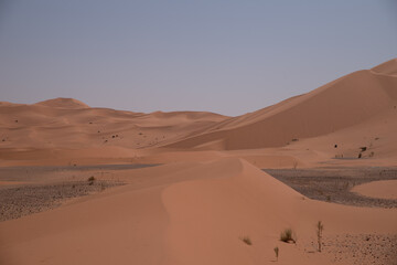 Vast sand dunes of the Algerian Sahara with textured ridges and a pastel sky