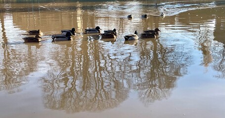 Mallards on the water