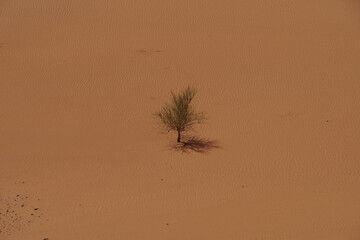 Solitary shrub on a sand dune in the Algerian Sahara - minimalist desert landscape with textured sand and strong shadow