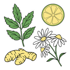 Herbal tea ingredients isolated on ginger, lemon, chamomile, leaf