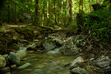 Obraz premium Moss-Covered Rocky Creek and Forest Stream with Smooth Long-Exposure Water Flow in Lush Green Woods (Karlsruher Grat, Ottenhöfen)