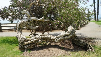 Twisted coastal tree with sculptural weathered branches near the shoreline in Santa Monica California
