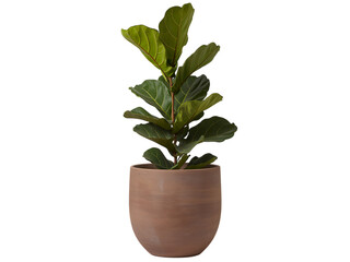 Fototapeta premium Fiddle leaf fig plant in a terracotta pot isolated on transparent background