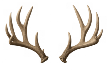 Deer antlers isolated on transparent background, symmetrical hunting trophy and rustic wildlife emblem for design and decoration