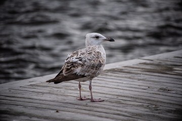 Seagull standing on a wooden pier with rippled water background