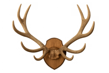Deer antlers mounted on wooden plaque with a transparent background representing hunting, trophy, and rustic decor