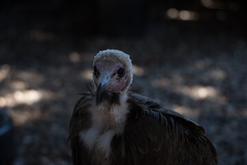 Moody Close-up Portrait of a Vulture on the Forest Floor