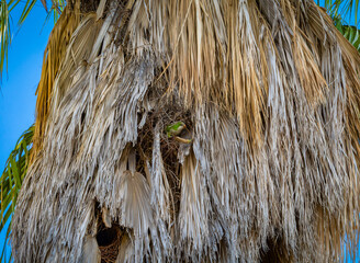 Perruche &agrave; collier dans son nid