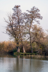 Tranquil lakeside scene with trees reflecting in calm water at dusk