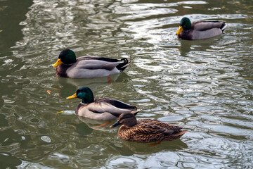 Four ducks swimming peacefully on a serene pond during a sunny afternoon in autumn