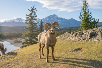 Standing BigHorn Sheep (Ovis canadensis) ram portrait. Canadian Rockies Jasper National Park...