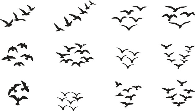Collection of black bird flock silhouettes flying in various formations on a white background