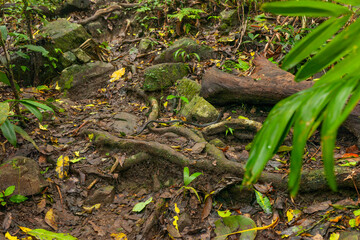 Schlange am Wanderpfad zum Mount Sorrow Gipfel, Daintree Nationalpark, Queensland, Australien.