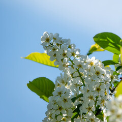 bird cherry is a plant that blooms beautifully in spring.