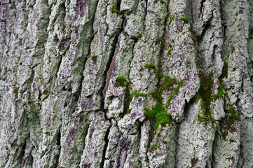 Close-up texture of tree bark covered with natural green moss. Detailed organic surface with rough wood patterns and rich earthy tones, perfect as a nature background, texture overlay, or design eleme