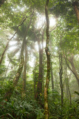 Nebliger tropischer Wald mit Ficus und endemischen Arten am Weg zum Mount Sorrow im Daintree Nationalpark, Queensland, Australien.