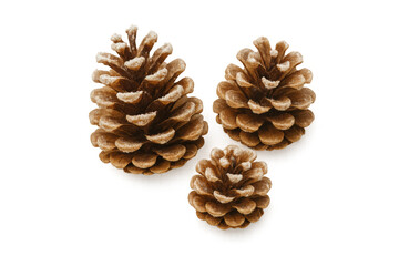 Three natural brown pinecones displaying rustic texture, showing autumn and winter seasonal concepts on a transparent background