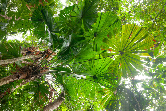 Australische F&auml;cherpalmen im sonnigen Regenwald am Weg zum Mount Sorrow im Daintree Nationalpark Queensland, Australien