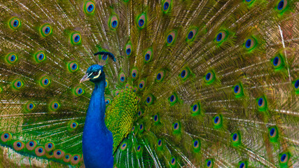 Obraz premium Close-up of a peacock displaying its colorful feathers