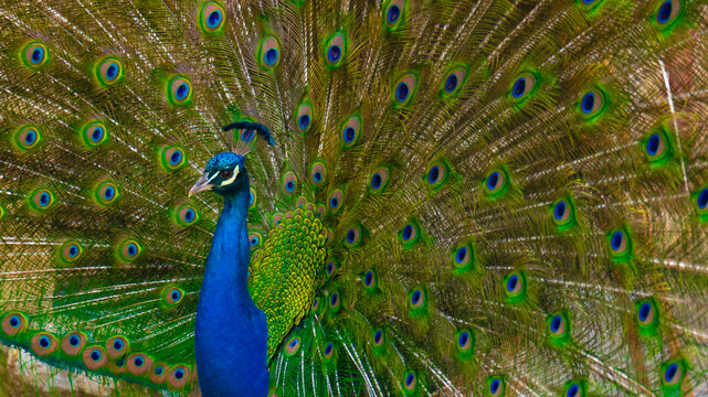 Close up of a peacock head against a background of fully displayed iridescent tail feathers. Vibrant natural plumage illustrating luxury textile design and exotic branding concepts