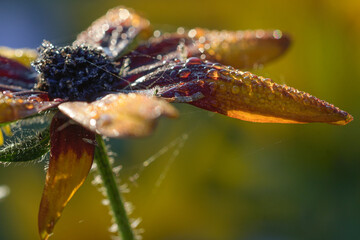 Rudbeckia flowers with the morning dew