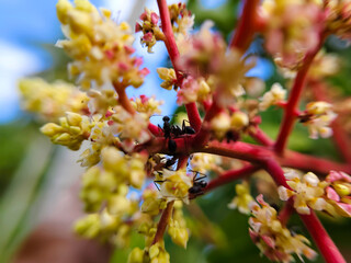 a group of black ants on a blooming mango flower