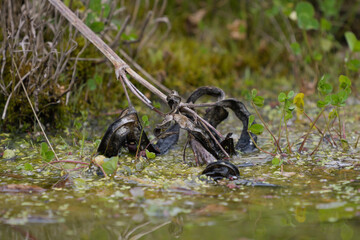 Remains of the seed pods of a medium Iris submerged in water