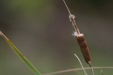 Close-up of Typha latifolia seeds