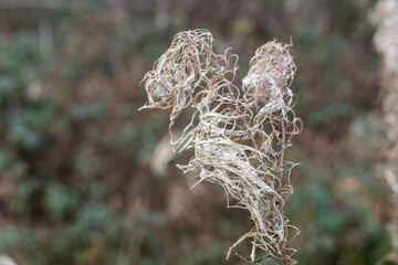 A dried up plant with a fuzzy white substance on it