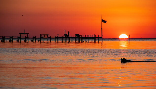 Dog Paddle At Sunset - Mobile Bay