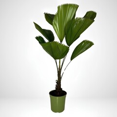 green plant in a pot