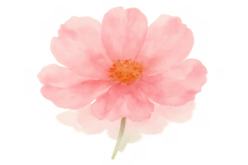 Pink cosmos flower watercolor painting with delicate petals, blooming botanical garden illustration on transparent background